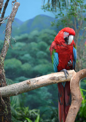 red and blue macaw