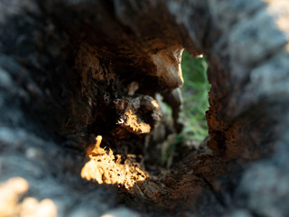 Through the log