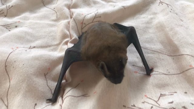 bat crawling on a blanket
