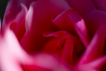 Beautiful Red Pink Flower in a Macro Shot Showing Petals