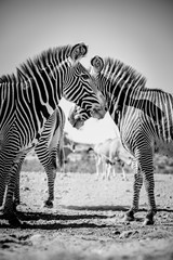 Fototapeta na wymiar Grevy's Zebra