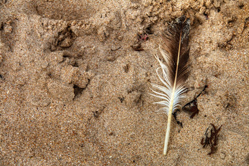 Background. Bird feather on the beach sand