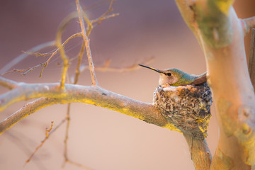 Hummingbird Nesting  © Sunstone