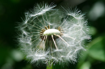 dandelion seeds on green background