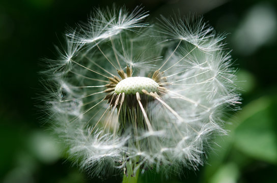 Dandelion Seeds On Green Background