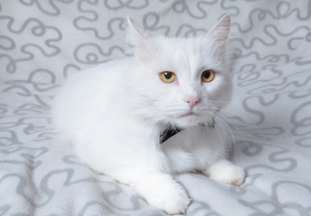 Beautiful white Angora cat. Fluffy and big pet.
