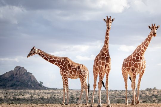 reticulated giraffe in the wild