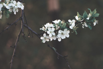 Spring apple and cherry tree blossom, flower in sun, soft color