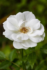 White Rose In Garden