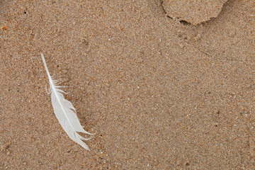 Top view of sand texture on the beach as background with a feather of bird