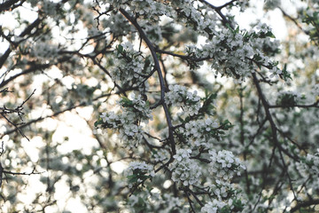 Spring apple and cherry tree blossom, flower in sun, soft color