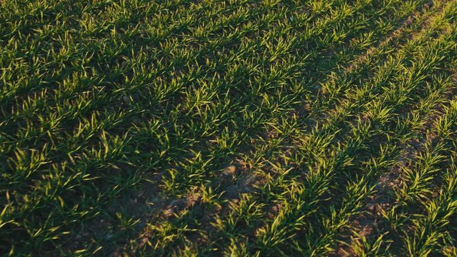 Green texture. Shot of wheat germ early spring plants growing under decent sunshine at sunset. Concept of harvest, agriculture, nature landscape.