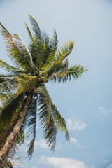 Fototapeta na wymiar Green palm tree branches on bright blue sky background vertical