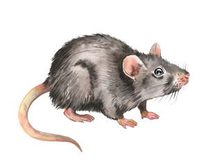 Watercolor illustration of a rat, pet, rodent