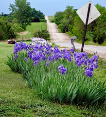 Flowers in bloom along roadside in Auburn Kansas May 23, 2014