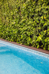 Green live plants wall near clear blue swimming poll