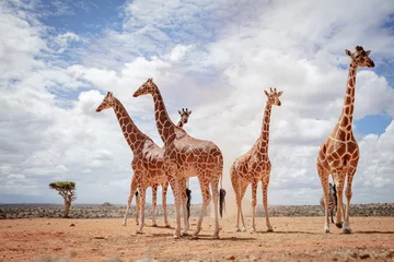 Foto op Plexiglas reticulated giraffe in the wild © Sacha Specker