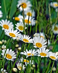 Flowers in bloom along roadside in Auburn Kansas May 23, 2014