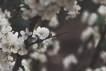 Spring apple and cherry tree blossom, flower in sun, soft color