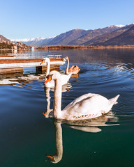 swans in the lake in Alps during sunset from city of Lovere,Bergamo,Lombardy Italy