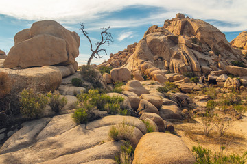 Rocks and trees along the trail in Joshua Tree National Park, California