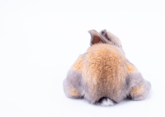 Fototapeta premium Back of brown and gray little baby rabbit stay on white background and show short ears and small tail.