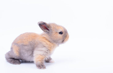 One little baby adorable rabbit stand and look on side direction with white background.