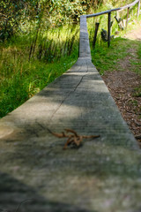 camino largo