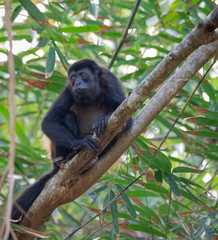 Worried looking howler monkey sits at the crook of a pair tree branches