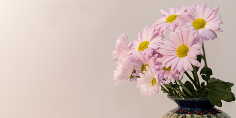 pink chrysanthemums with yellow core on a pink background