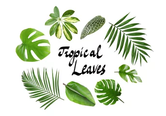 Fotobehang Tropische bladeren Set of different tropical leaves on white background