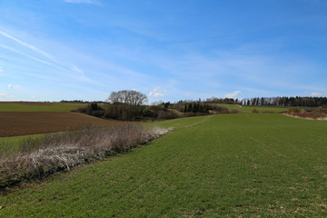 Spring landscape with fields with green plant shoots