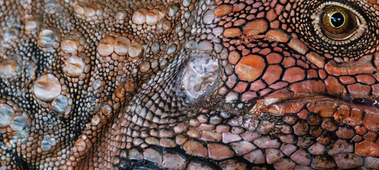 Face close up of a Green Iguana showing individual scales - 337104130