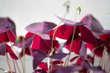 Home flower with purple leaves close-up, selective focus.