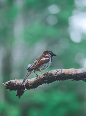 sparrow on a branch