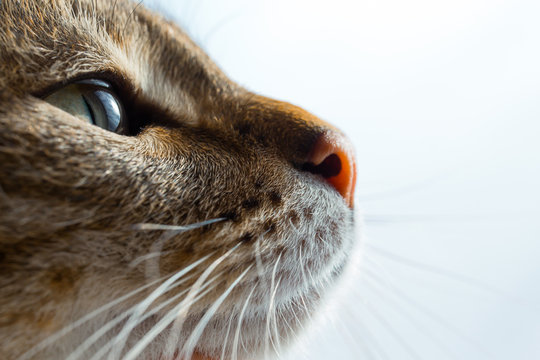 European Shorthair breed of cat. The European cat is looking toward the light. Cat's profile.