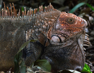 Head and forearms side of Face close up of a Green Iguana showing individual scales with thoat flap extended - 337104318