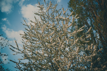 weiße Blumen, weißer Baum, weißer blühender Baum, Cashewblume, Quittenblume, Pflaumenblume, Frühling, Knospe