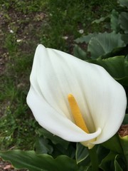 white calla lily