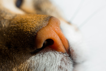 Close the frame of the cat's nose. The nose and mouth of the European Shorthair breed of cat.