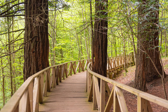 Sequoia Forest in Monte Cabezon, Cantabria, Spain