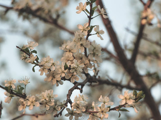 Spring apple and cherry tree blossom, flower in sun, soft color