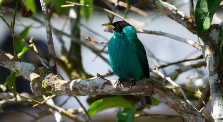 Male Green Honey Creeper with head turned to the left sits on a white bare branch