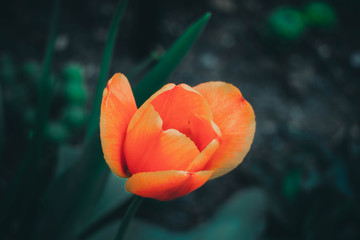 orange Tulpe