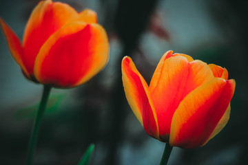 orange Tulpe