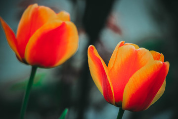orange Tulpe
