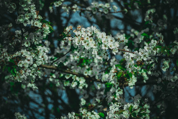 weiße Blumen, weißer Baum, weißer blühender Baum, Cashewblume, Quittenblume, Pflaumenblume, Frühling, Knospe