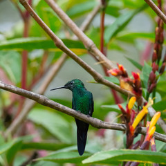 Male Green-crowned Brilliant looks over shoulder while perched on thick bare branch