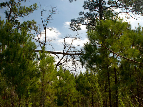 bastrop sp