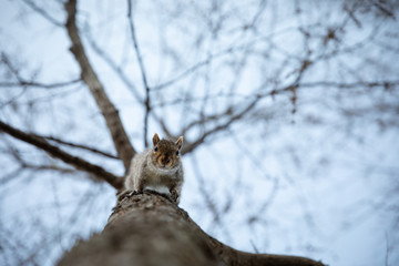 squirrel on a tree